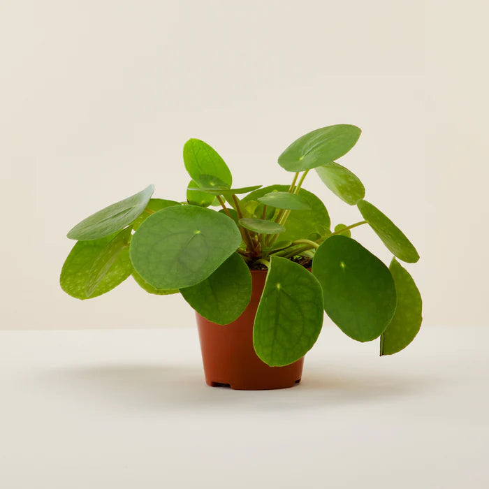 Pilea Pepermioides (Small)