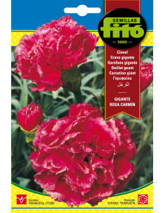 Carnation Giant (Gigante Rosa Carmen)