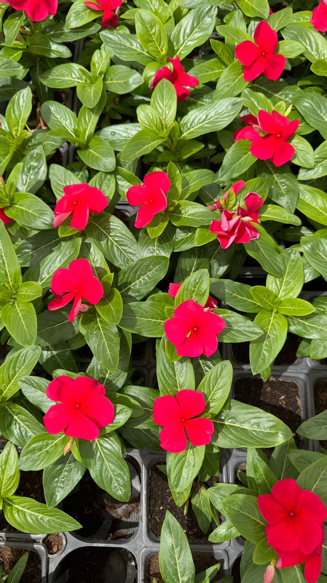 Vinca/ Periwinkle Red