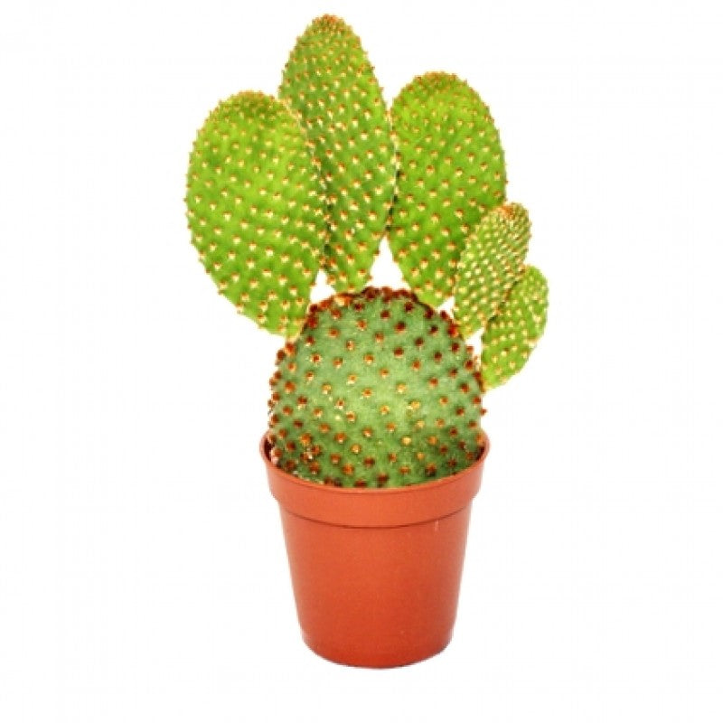 Red Bunny Ear Cactus 5.5 cm