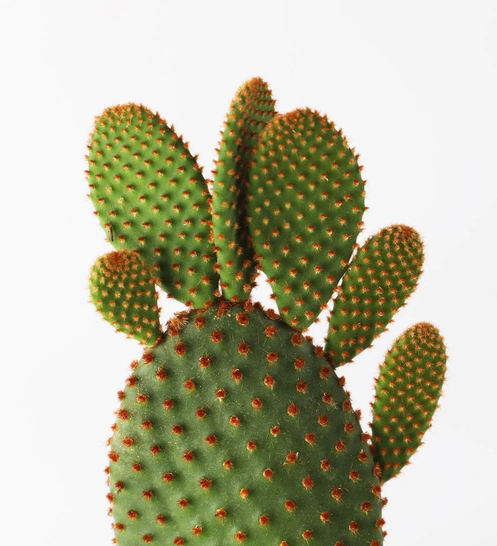 Red Bunny Ear Cactus 5.5 cm