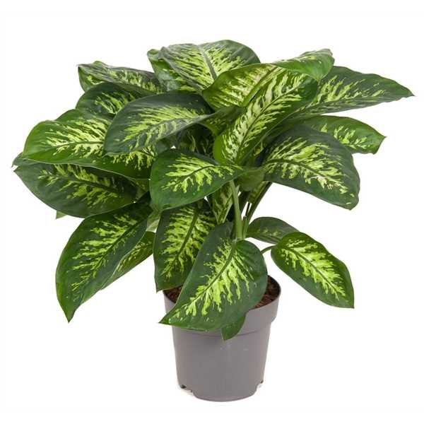 Dieffenbachia Reeva 80cm