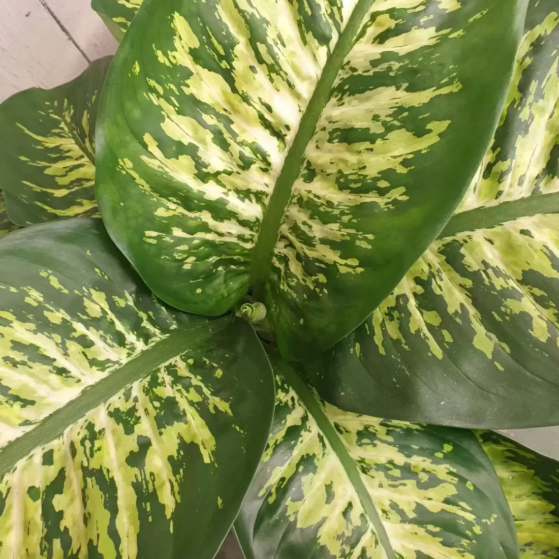 Dieffenbachia Reeva 80cm