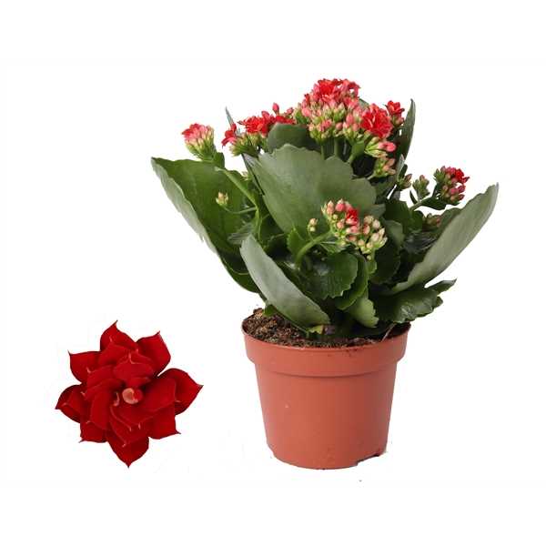 Kalanchoe Don Justino Rosalina