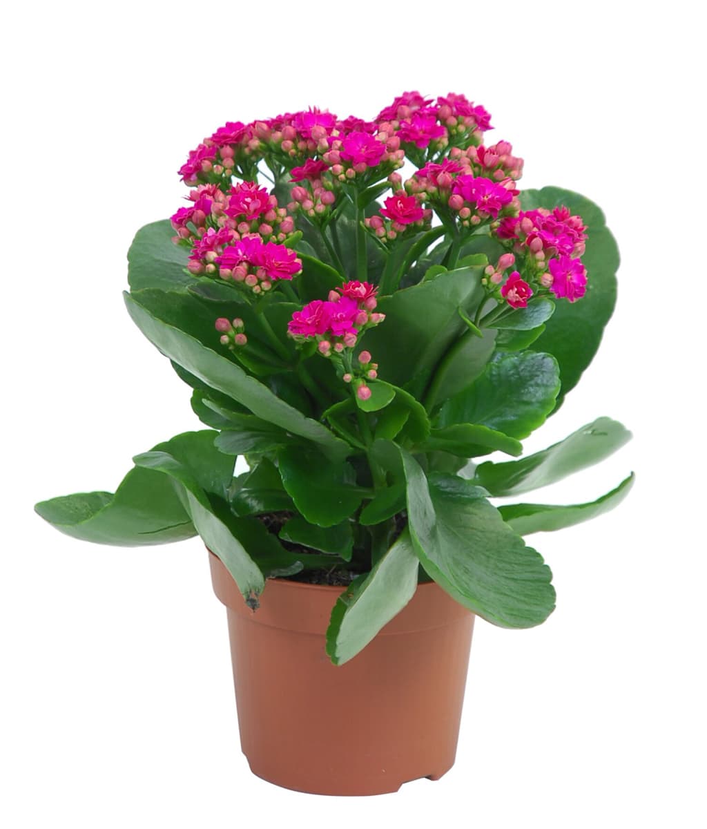 Kalanchoe Rosa Victorio