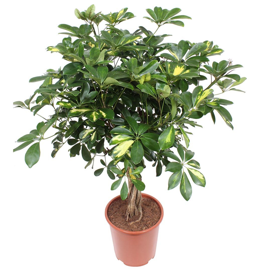 Schefflera Gold Capella (Medium)