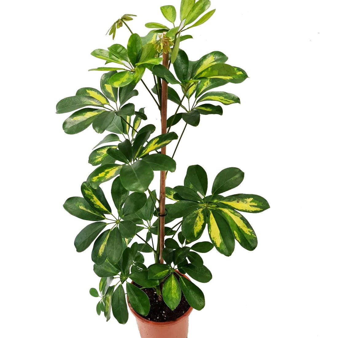 Schefflera Gold Capella (Large)