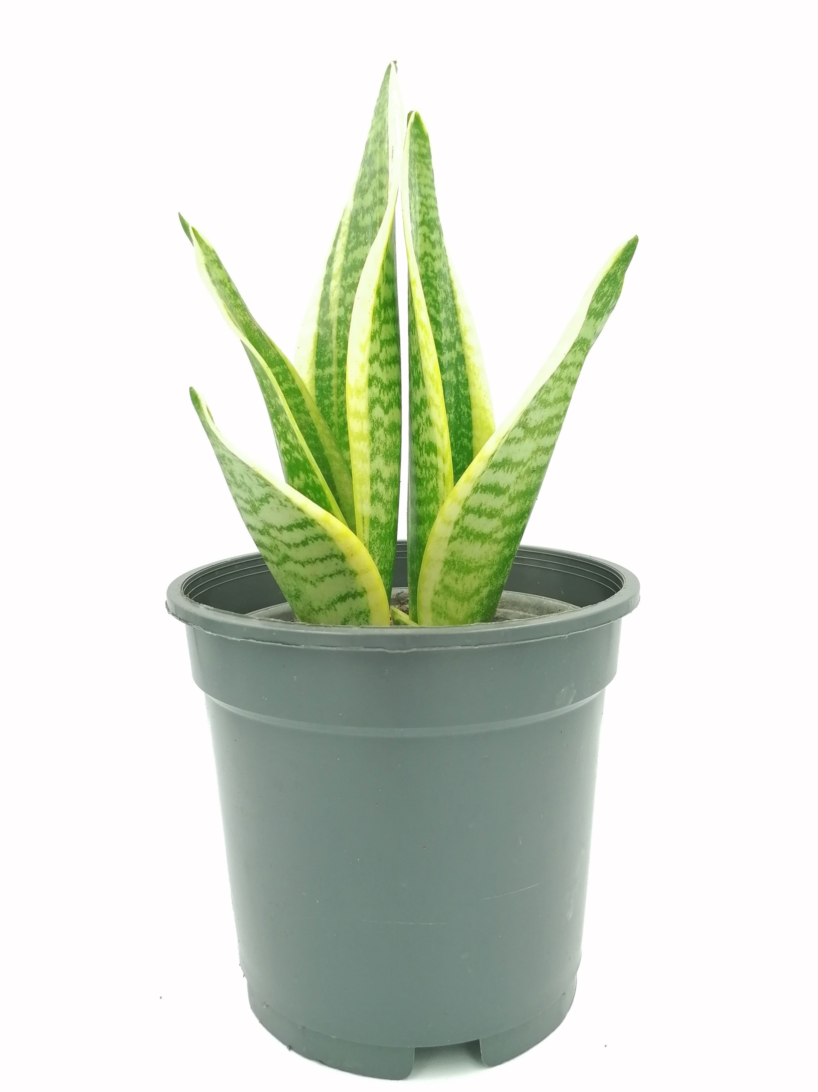 Sansevieria Trifasciata