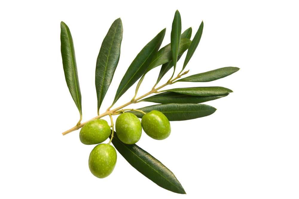 Olive Tree 150 cm
