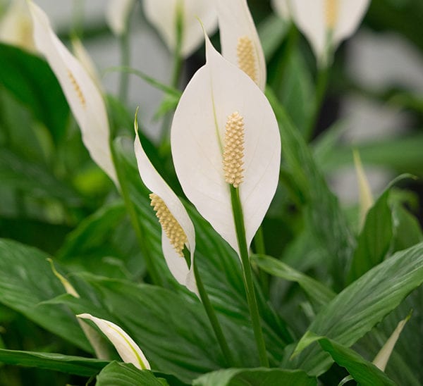 Spathiphyllum  Sweet Silvo