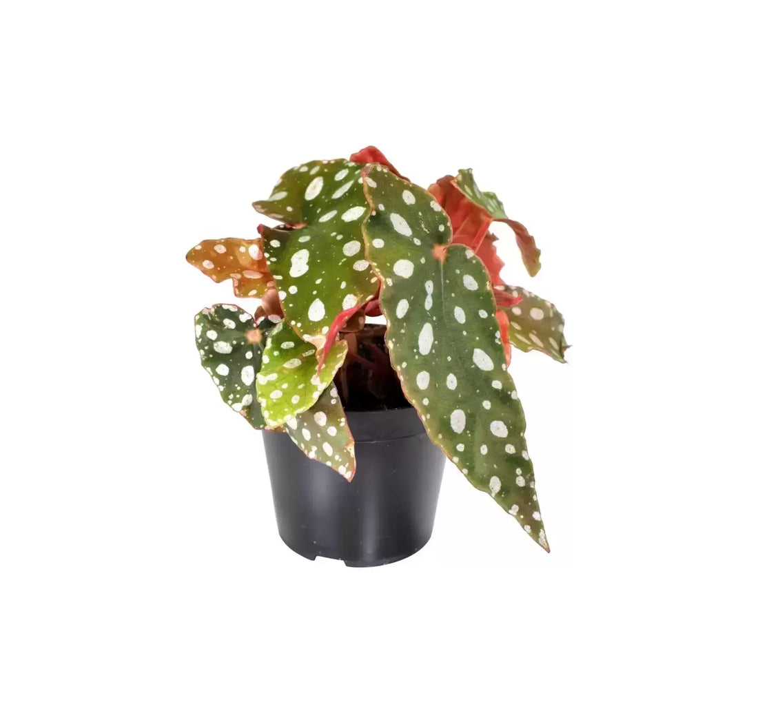 Begonia Maculata Silverspot