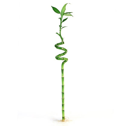 Dracaena Lucky Bamboo Spiral 60cm