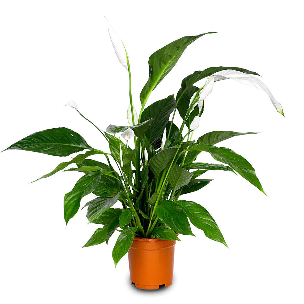 Spathiphyllum Cupido  70 cm