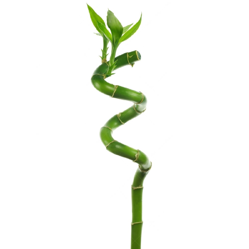 Dracaena Lucky Bamboo Spiral 60cm