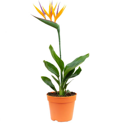 STRELITZIA REGINAE - 35CM