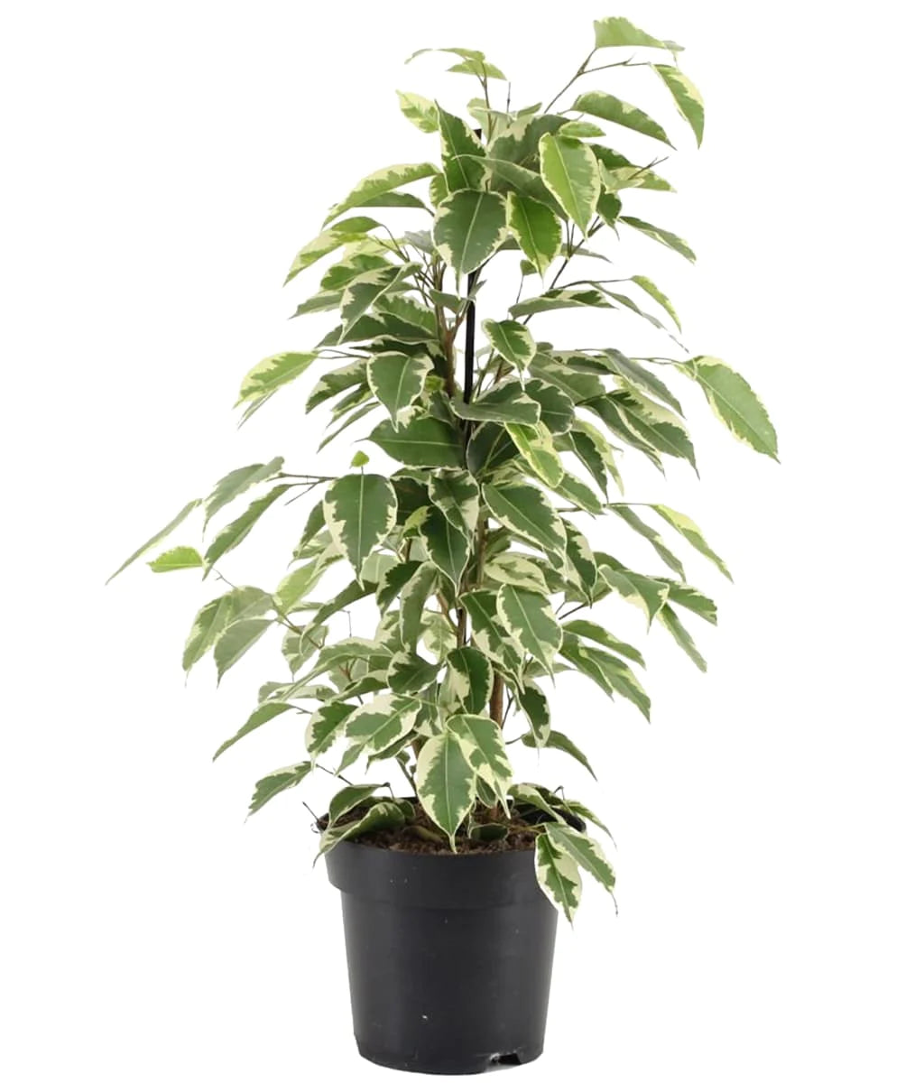 Ficus Benjamina Starlight