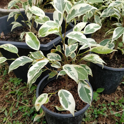 Ficus Benjamina Starlight