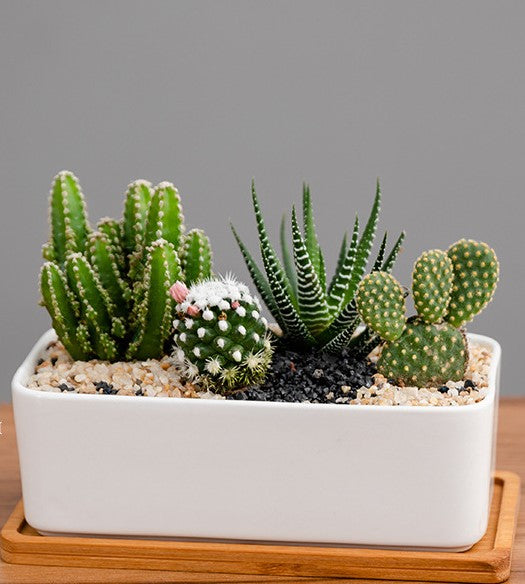 Cactus Arrangement Tray with Bamboo Saucer (C-2073)