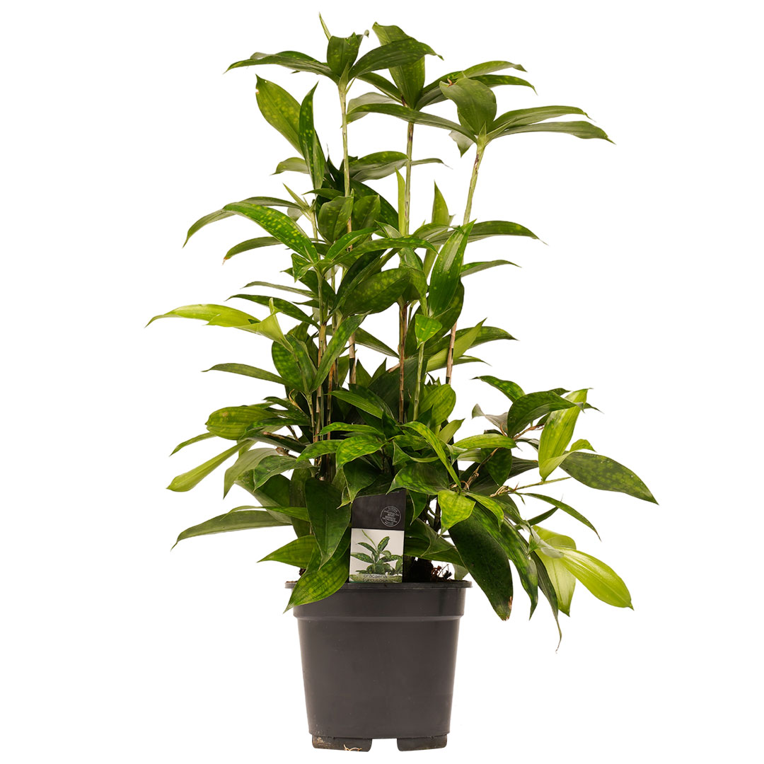 Dracaena Surculusa