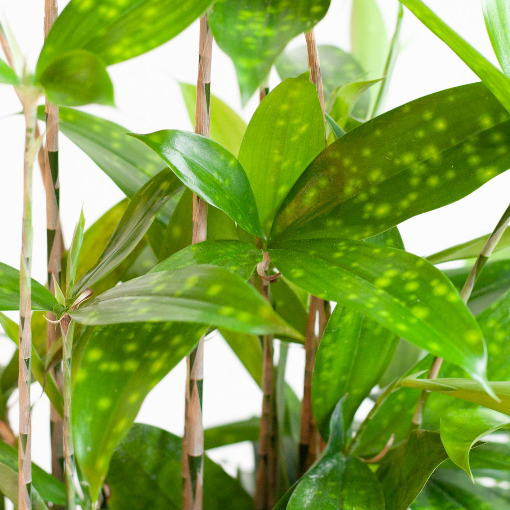 Dracaena Surculusa