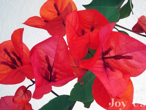 Bougainvillea Bush Tomato Color