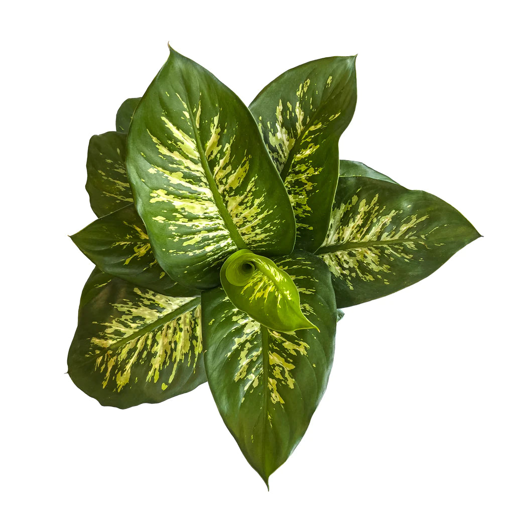 Dieffenbachia Tropic Snow