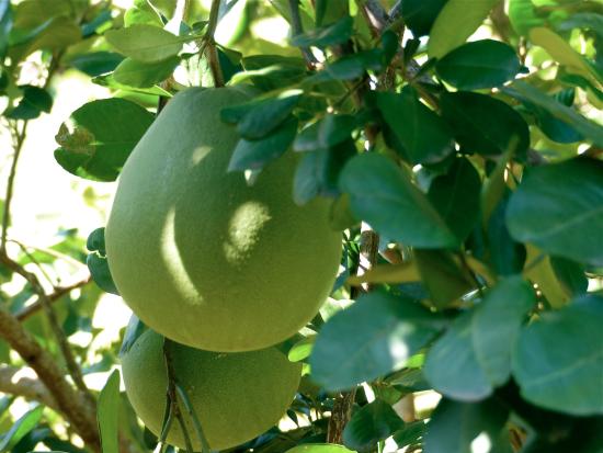 Pomelo Tree