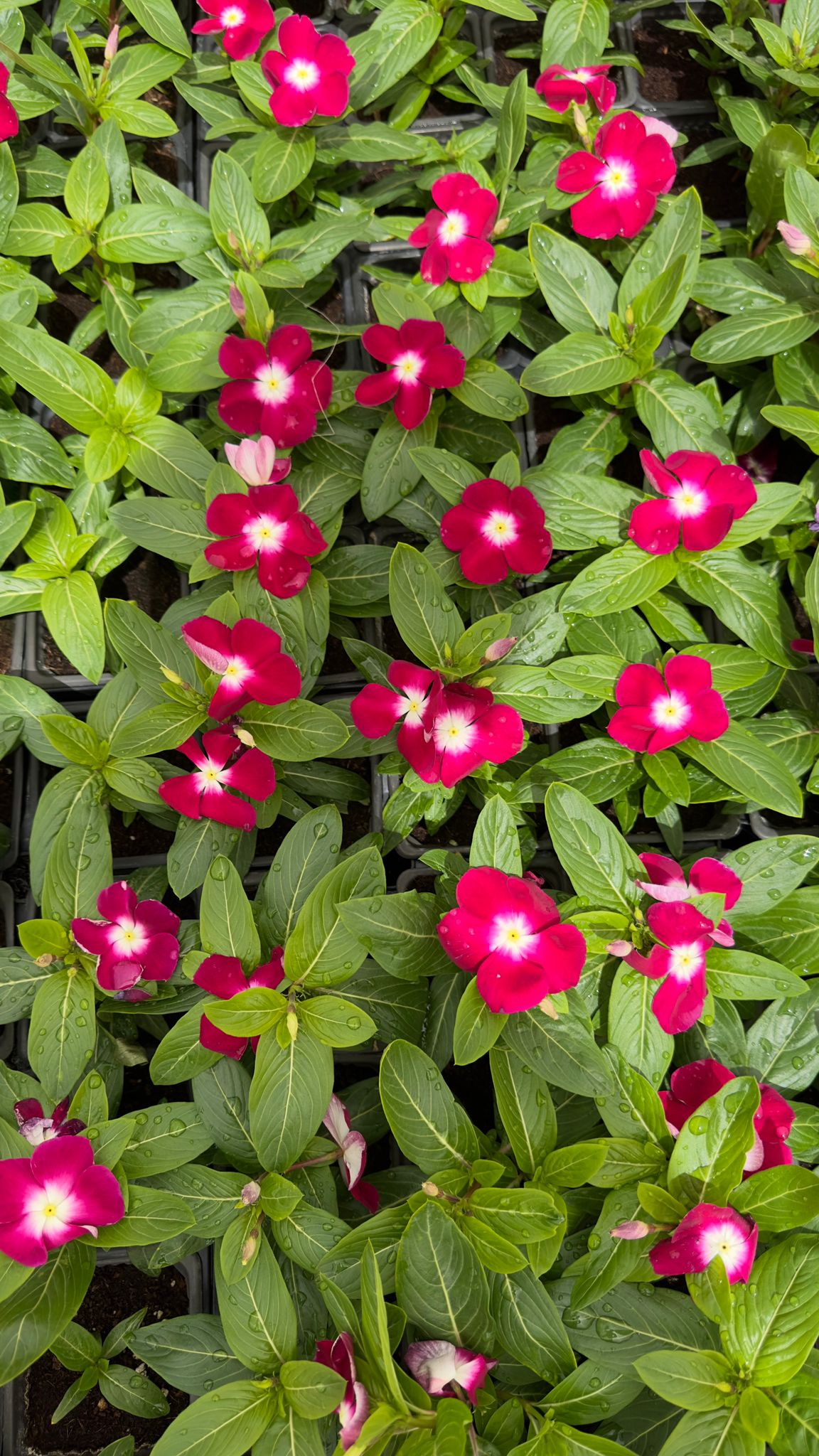 Vinca/ Periwinkle Dark Pink