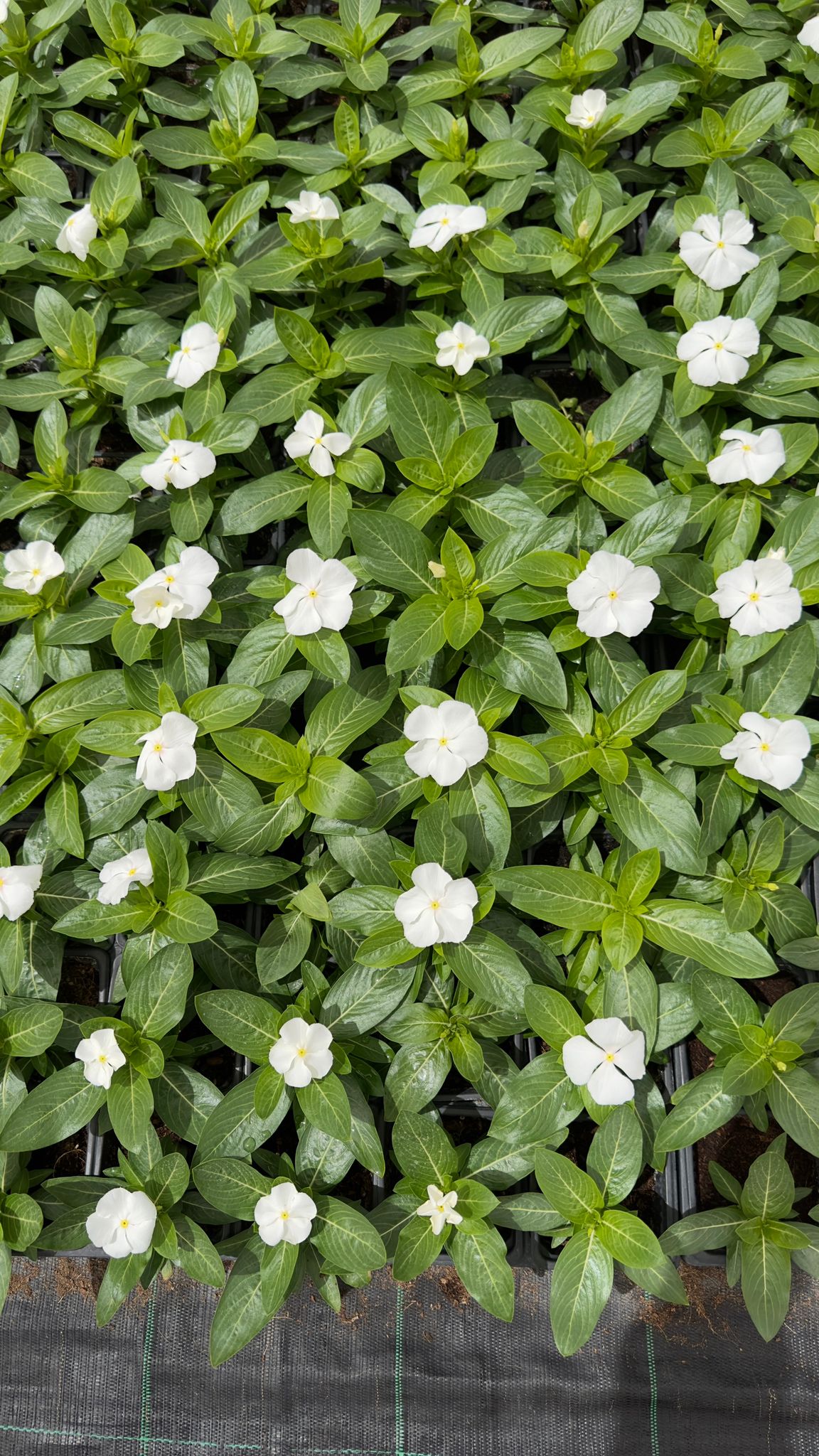 Vinca/ Periwinkle White