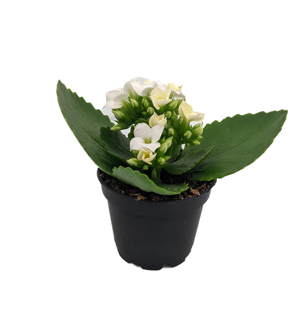 Kalanchoe Double White