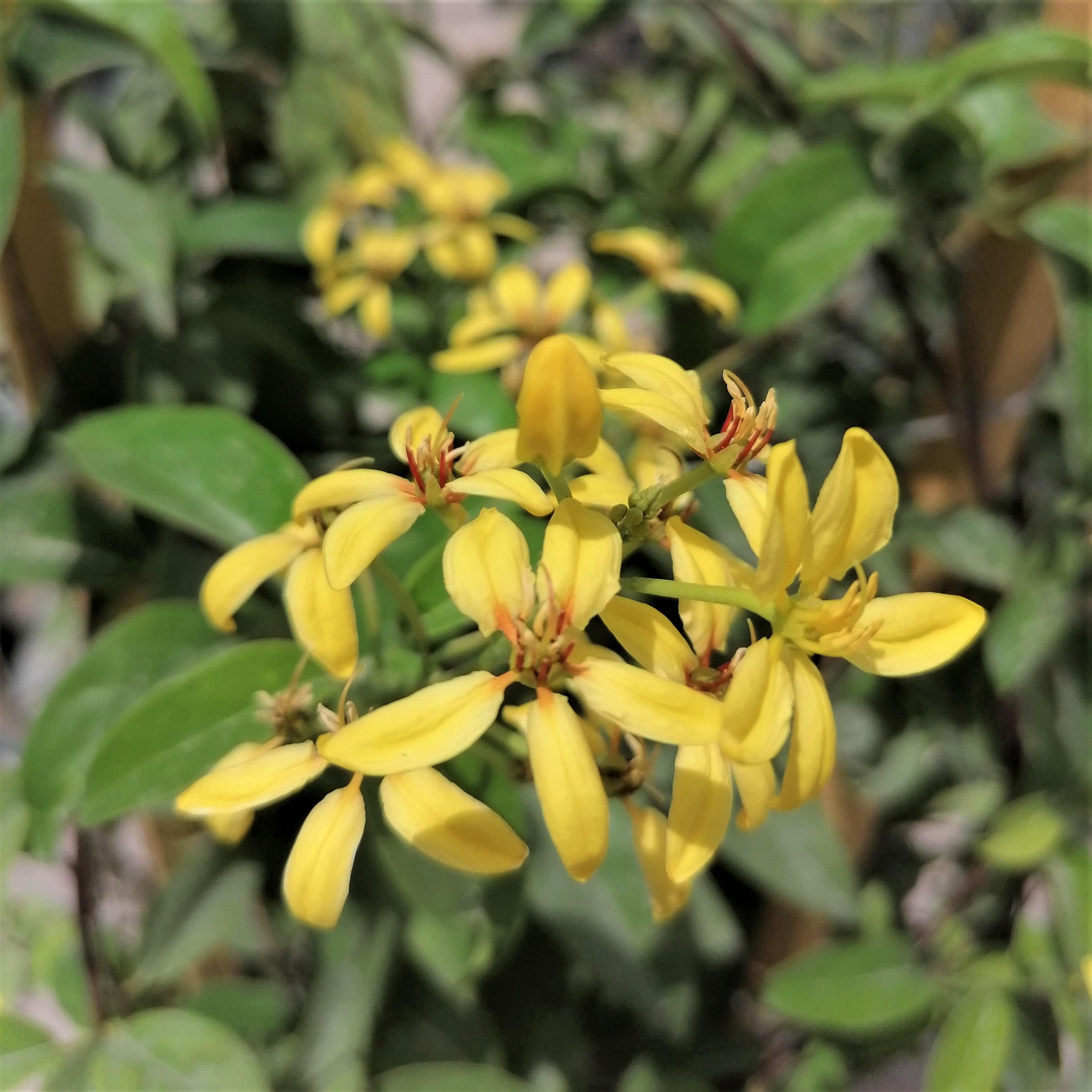 Yellow Jasmine Vine