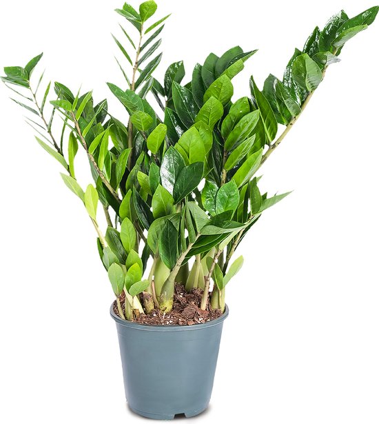 Zamioculcas Zamiifolia (Emirald Palm) 95cm